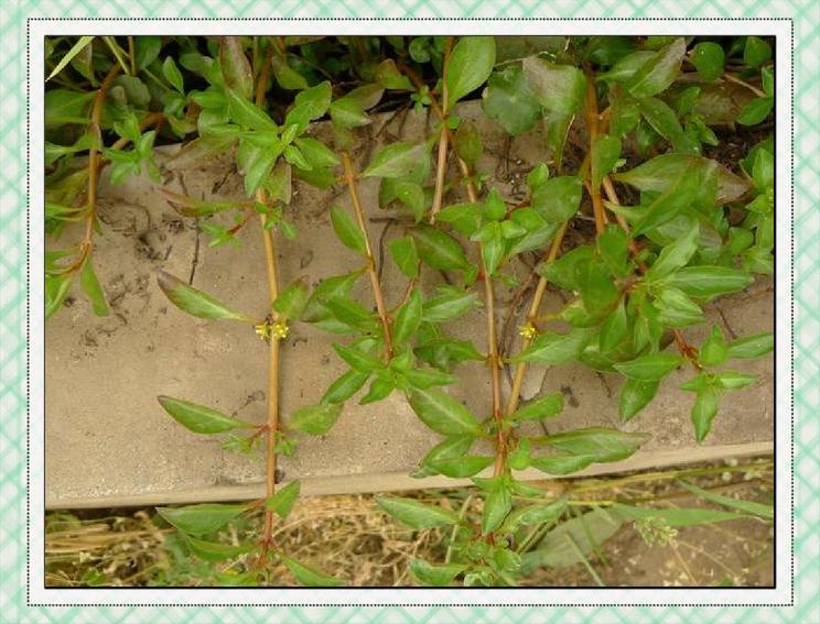 沼生丁香蓼 水族箱里的綠色精靈