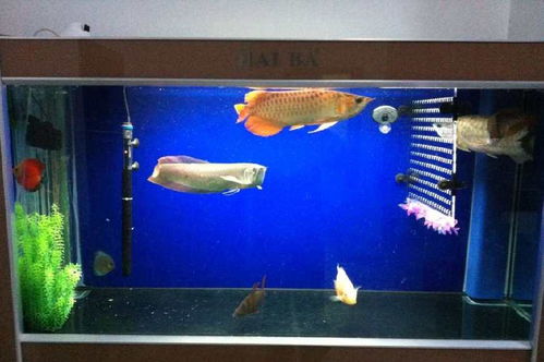 新手養護魚缸水族箱的誤區及必備工具