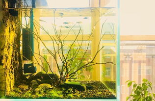 北京水族箱設(shè)計(jì)、造景與維護(hù)全攻略 打造家中的水下藝術(shù)