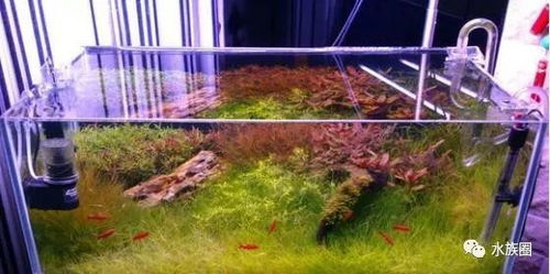 突破常規(guī)的靈感 領(lǐng)略另類魚缸水族箱造景的奇妙世界