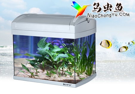 魚缸與水族箱 水族愛好中的詩(shī)意容器與生態(tài)世界